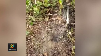 tn7-reportes-a-ovsicori-150222