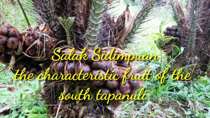 village on top of the hill  beautiful Indonesia