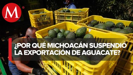 Aguacateros pierden hasta 20 mdd diarios por suspensión de exportaciones a EU