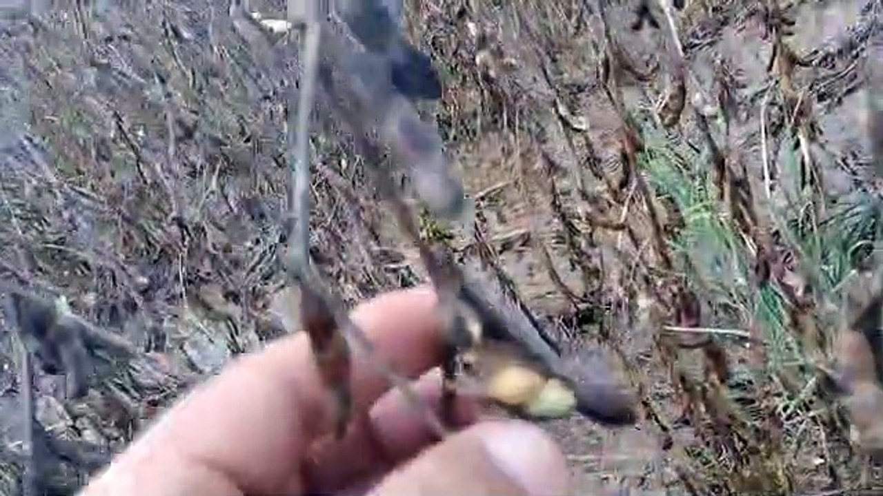 Soja debaixo d'água no MT