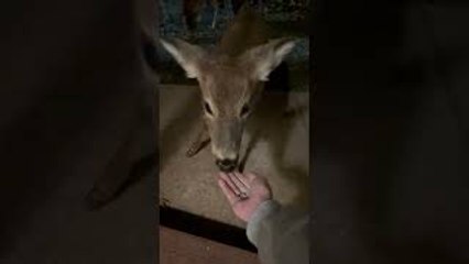 Hand-Feeding Herd of Deer