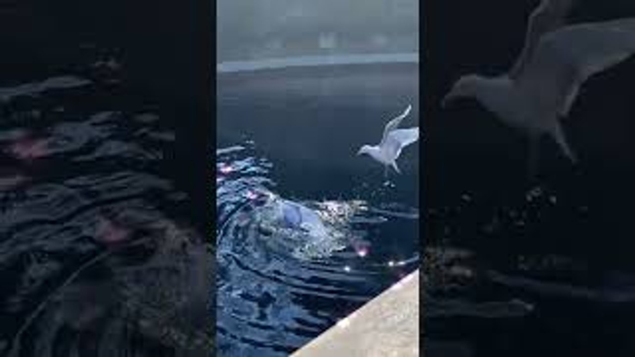 Dolphin Teasing a Seagull with a Fish