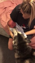 Husky _ Baby Becoming Best Friends_