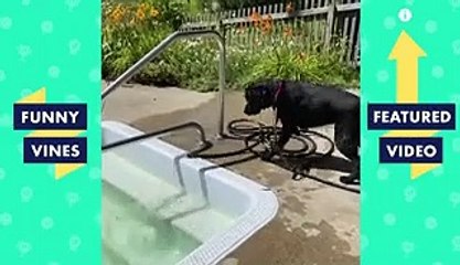 Fun comedy scenes in the world funny videos