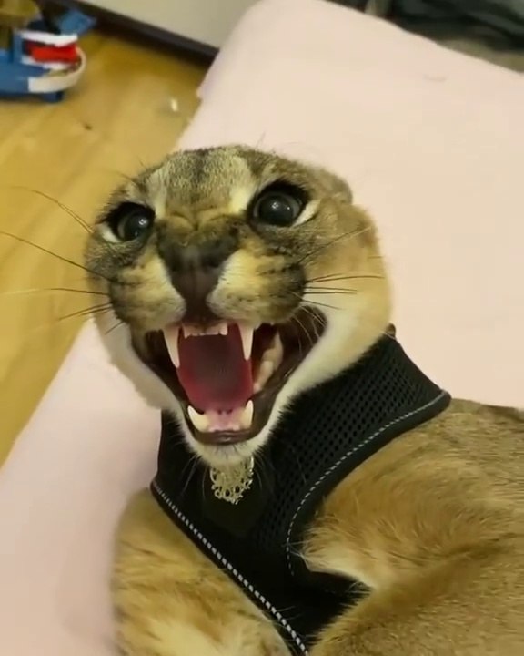 Angry Floppa