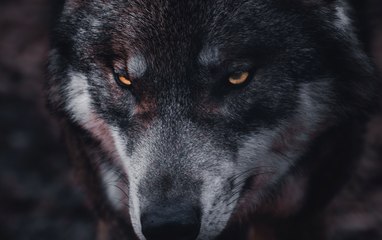 Sus aullidos son únicos entre ellos: datos impresionantes de los lobos