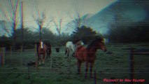 Horses standing in the meadows