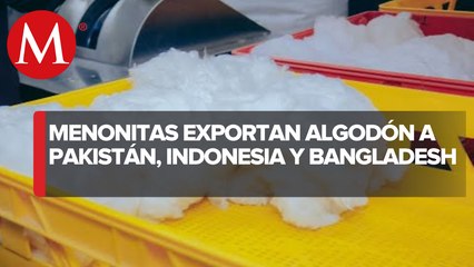 Empresarios en Chihuahua producen algodón para textilerías de Pakistán, Indonesia y Bangladesh