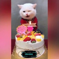 TOP 5 cat videos, cat compilation, funny cat compilation ❤️