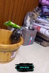 top 5 cat videos, cat compilation, funny cat compilation ❤️ Cutest pets in the world