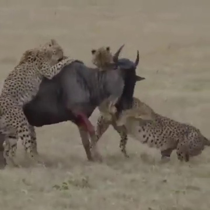 TIGER vs BUFFALO // Fighting