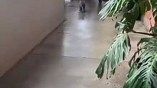 Why did a koala visit this south-west hospital?