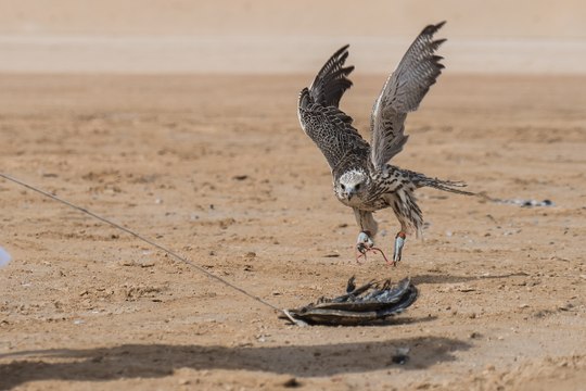 صقارو الإمارات يتنافسون للفوز بدرع إكسبو 2020 دبي للإنتاج الوطني لسباقات الصقور