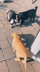 dog prank , dog funny videos, funny videos, follow me for more interesting video