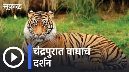 Chandrapur News | चंद्रपूर मध्ये आज वाघाचं दर्शन | Sakal |