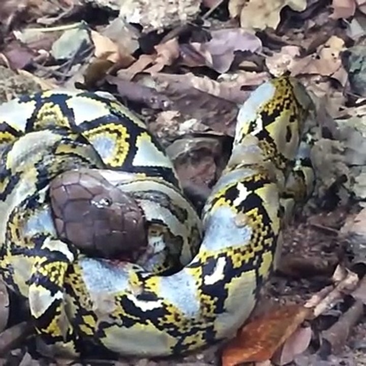PYTHON vs KING KOBRA // FIGHTING