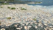 130 Ton Ikan di Danau Maninjau Mati, Kerugian Mencapai Rp2,6 M