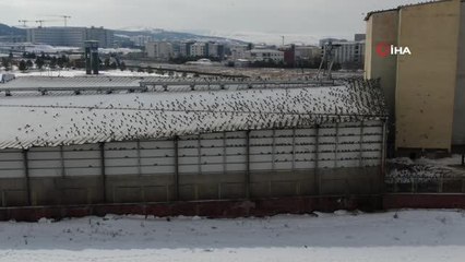Binlerce güvercinin uğrak yeri olan un fabrikası çatısında görsel şölen