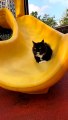 Baby Cats - Cute and Funny Cat Videos Compilation #cat #catvideos #funnycatvideos #cutecatvideos #catvideos2022 #funniestcatvideos #funnycatmoments #funnycatvideos2022 #funnycatanddogvideos #cattv (41)