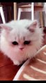 Baby Cats - Cute and Funny Cat Videos Compilation #cat #catvideos #funnycatvideos #cutecatvideos #catvideos2022 #funniestcatvideos #funnycatmoments #funnycatvideos2022 #funnycatanddogvideos #cattv (44)