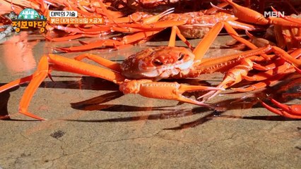 손님들의 칭찬 일색! 붉은 대게 맛의 디테일한 비밀 ★大 공개★