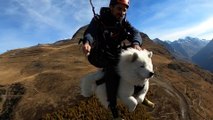 Ouka, ce chien dont la passion est de voler en parapente au-dessus des Alpes