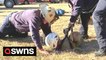Incredible moment firefighters rescue dog trapped in 15-foot hole