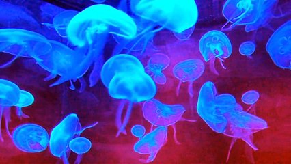 Jelly Fish (4K)