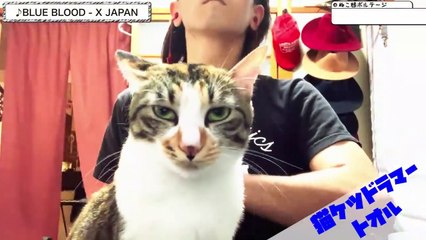 【ネコケツドラム】せがまれたのでBLUE BLOOD叩いてみた - X JAPAN (Spanking the Cat)