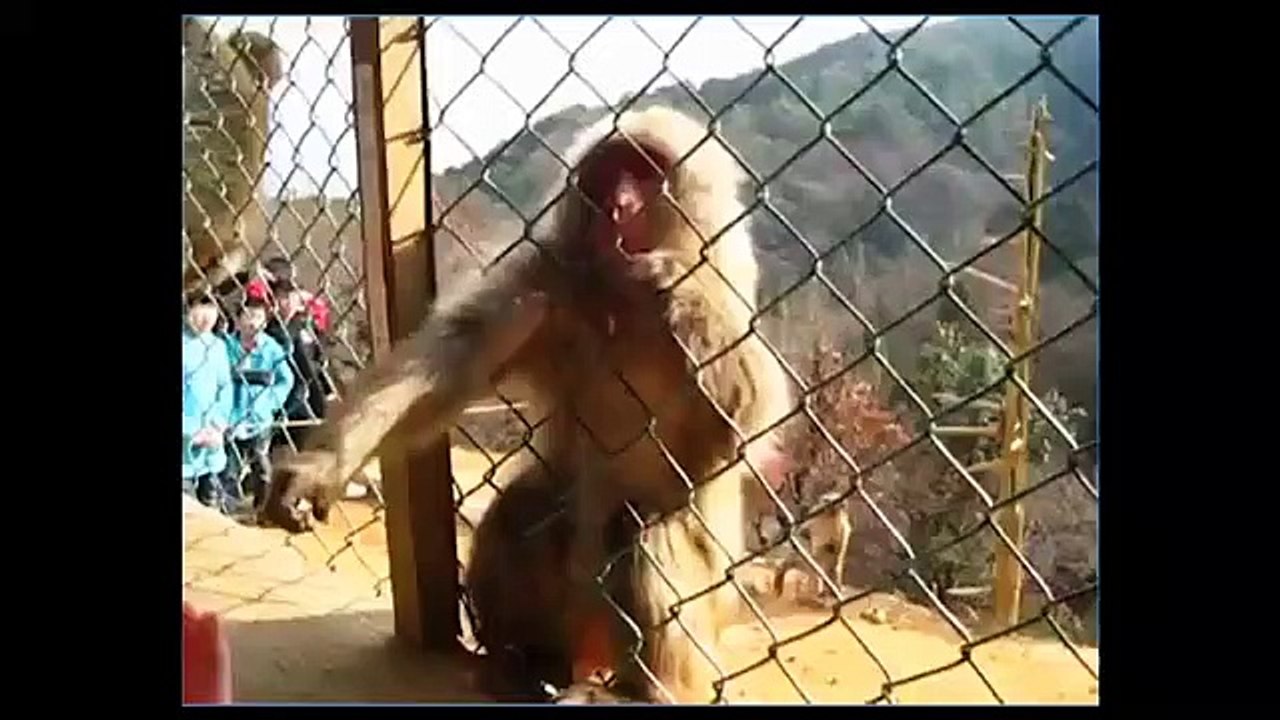 The result of performing magic in front of the animals.