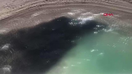 BİNLERCE BALIĞIN KIYIDA TOPLANMA ANI KAMERADA