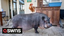 Unlikely pig-chicken friendship is cutest thing you'll see today