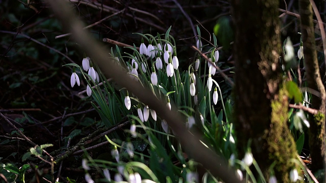 Elfengarten  -  Fairy Garden