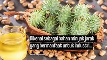 Senjata-senjata yang Mematikan, Bisa Menyerang Tanpa Terlihat Mata