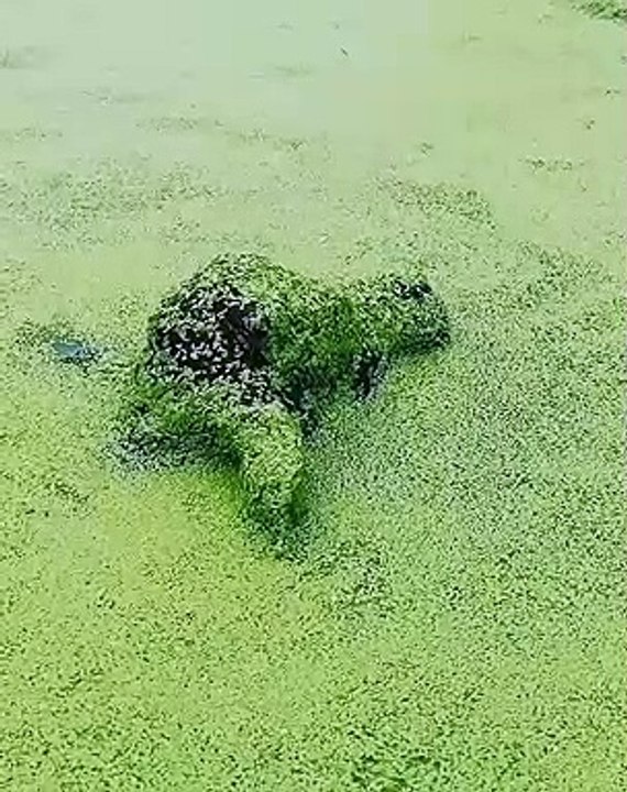 Le monstre des marais n'est pas si monstrueux que ça !
