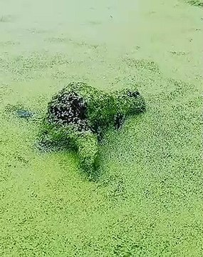 Le monstre des marais n'est pas si monstrueux que ça !