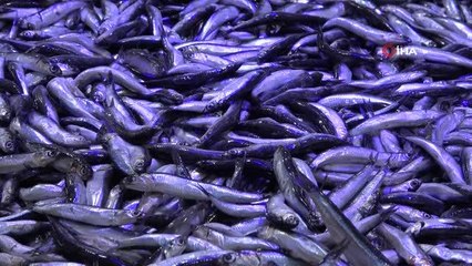 Son dakika haberi: Hamside işler tersine döndü... Tezgahlarda yeniden 50 TL'ye kadar yükseldi