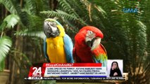 #KuyaKimAnoNa?: Ang mga salitang binibigkas ng mga parrot ay mimicry o ginagaya lamang gamit ang kanilang syrinx sa pag-modulate ng mga tunog | 24 Oras