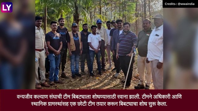 Leopard\'s Head Stuck Inside Plastic Can, Rescued in Badlapur: प्लॅस्टिकच्या भांड्यात डोके अडकलेल्या नर बिबट्याची सुटका, पाहा व्हिडीओ