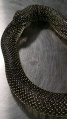 Ular ini makan badannya sendirj