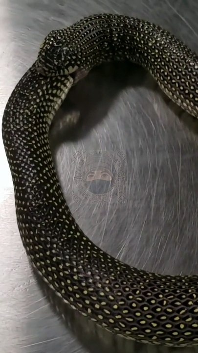 Ular ini makan badannya sendirj