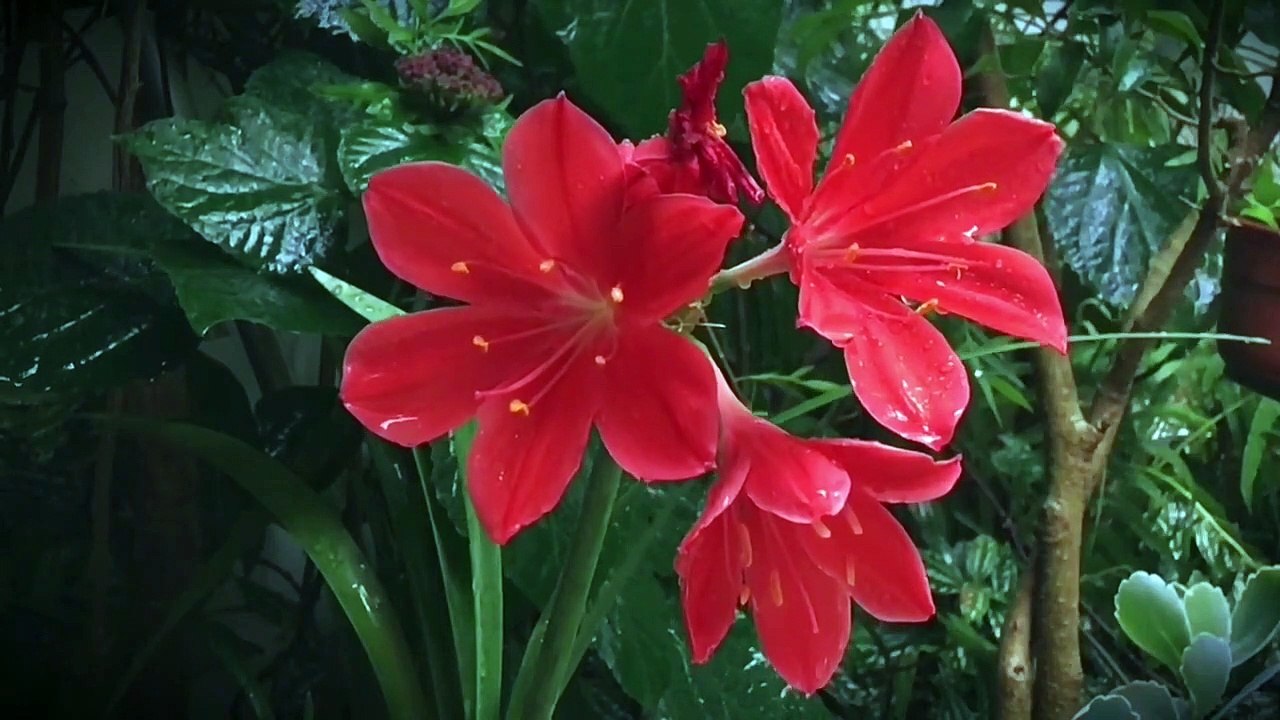 ALLI THANTHA VAANAM TAMIL MOVIE BGM/BLOCK BUSTER HIT SONG BGM/VIDYASAGAR MUSIC/VAADI VAADI NATTU KATTE SONG BGM