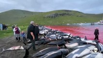 Ilhas Faroé reavaliam prática da caça aos golfinhos