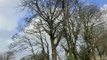 Trees blowing in strong winds in Derry during storm Dudley