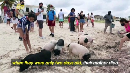 These Orphaned Piglets Have a Daily Schedule of Fun, Sun and Luxurious Coconut Oil Rubdowns