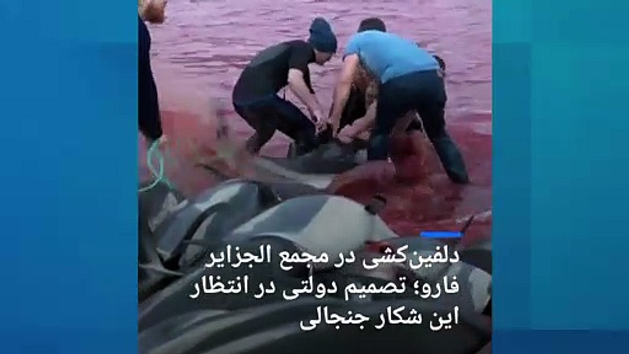 دلفین‌کشی در مجمع الجزایر فارو؛ دولت محلی درباره شکار تصمیم‌گیری می‌کند