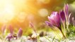 Everything to Know About the Spring Equinox