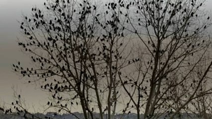 How Climate Change Is Forcing Birds To Adapt