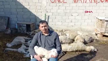 117 KOYUN ÇİÇEK HASTALIĞI NEDENİYLE TELEF OLDU