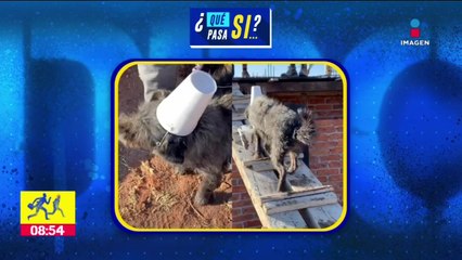 Perrito se vuelve viral por “trabajar” en una construcción | Qué pasa sí